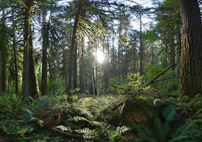 Rockport State Park, Washington, USA